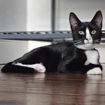 Thumbnail photo of Ace #2