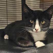 Thumbnail photo of Ace #3