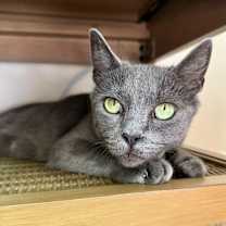 Thumbnail photo of Maple #1