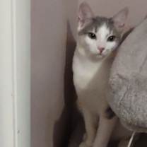 Thumbnail photo of Tofu #2