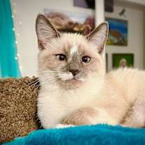 Thumbnail photo of King #4