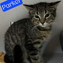 Thumbnail photo of Parker #3