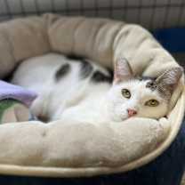 Thumbnail photo of Balor #4