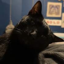Thumbnail photo of Salem #2