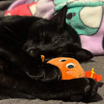 Thumbnail photo of Salem #3