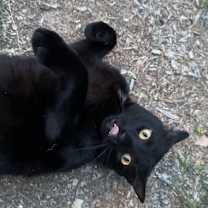 Thumbnail photo of Salem #4