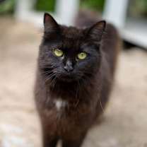 adopt-pet
