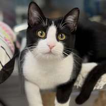 Thumbnail photo of Radicchio #3