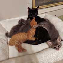 Thumbnail photo of Pryss (AKA as Priscilla or Pri-Pri) #3