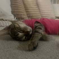 adopt-pet