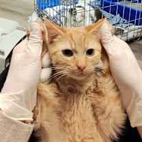 adopt-pet