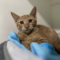 Thumbnail photo of Chip #3