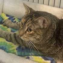 Thumbnail photo of MAGGIE #3