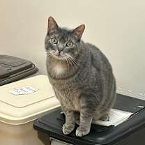 Thumbnail photo of LOUIE #1