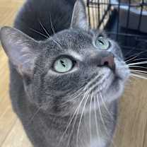 Thumbnail photo of LOUIE #2