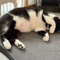 Thumbnail photo of Mr. Kiki #4