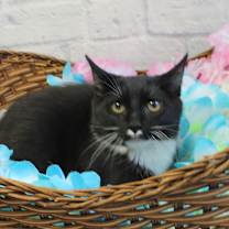 Thumbnail photo of Wrangler #4