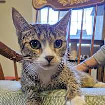 Thumbnail photo of Brie #1