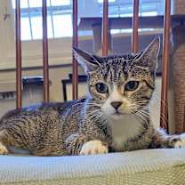 Thumbnail photo of Brie #2