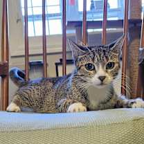 Thumbnail photo of Brie #3