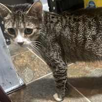 Thumbnail photo of Brie #4