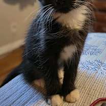 Thumbnail photo of T’Chala #2