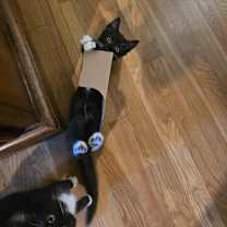 Thumbnail photo of T’Chala #3