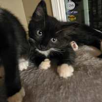 Thumbnail photo of T’Chala #1