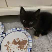 Thumbnail photo of T’Chala #4