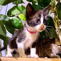 Thumbnail photo of Belle Starr #1