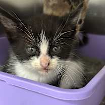 Thumbnail photo of Belle Starr #3