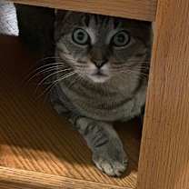 Thumbnail photo of Artemis #3