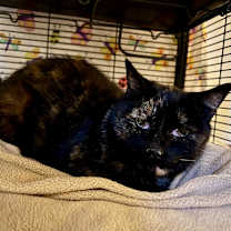 Thumbnail photo of Thora #2