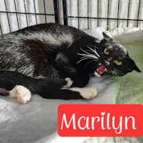 Thumbnail photo of Marilyn #4