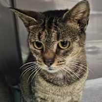 Thumbnail photo of Hera #2