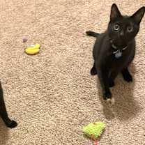 Thumbnail photo of Nacho #3