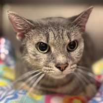 Thumbnail photo of Atlas #4