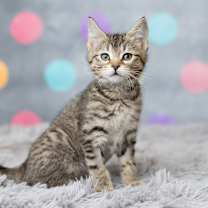 Thumbnail photo of Sweet Squeakers #2