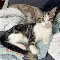 Thumbnail photo of Tchula #1