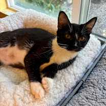 Thumbnail photo of Rosie #2