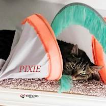 Thumbnail photo of Pixie #1