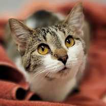 Thumbnail photo of Zoey #2