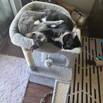 Thumbnail photo of Georgie #4