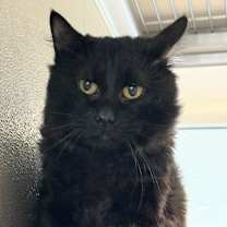 Thumbnail photo of Ghost #1