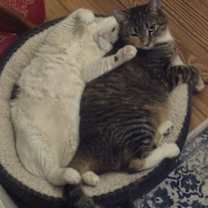 Thumbnail photo of Sally (Bonded with Babyface) #2