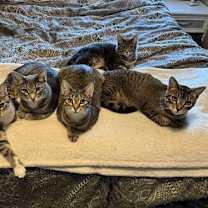 Thumbnail photo of Hawkeye #2