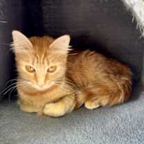 Thumbnail photo of Gigi #4