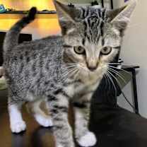 Thumbnail photo of Sebastian #3