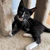 Thumbnail photo of Pipp #2