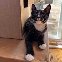 Thumbnail photo of Pipp #3